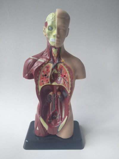 Anatomic model 27 cm