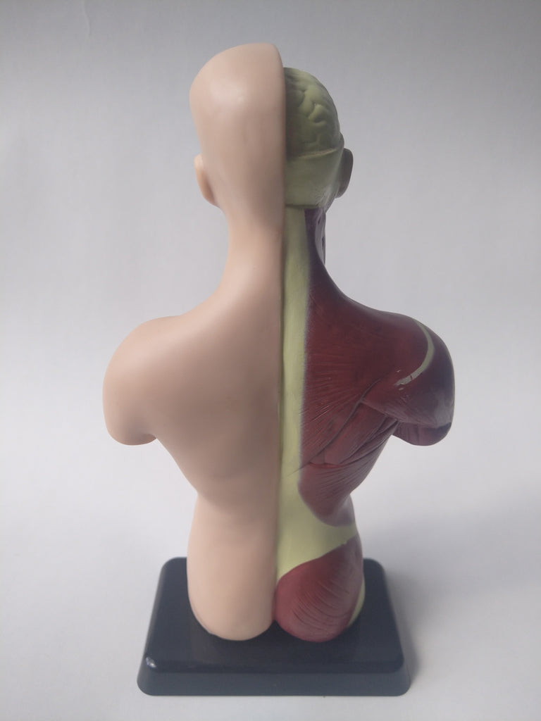 Anatomic model 27 cm